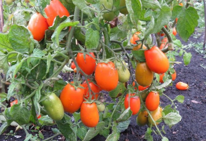 Томат  Елисей